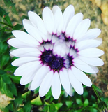 Giveaway! - 50mm - Rainbow & Clear