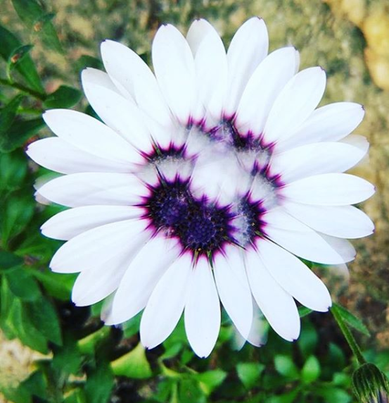 Giveaway! - 50mm - Rainbow & Clear